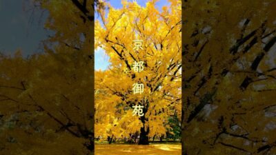 京都御苑「学習院発祥の地」を染める大イチョウの黄葉　11月下旬　黄金に輝く！