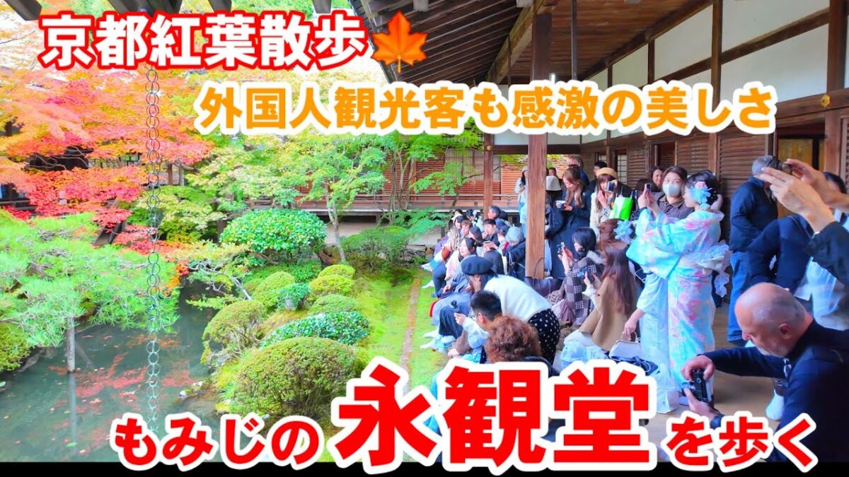 11/12(水)京都紅葉散歩🍁外国人観光客もたくさん観に来るもみじの名所 永観堂を歩く【4K】Autumn leaves at Eikando Temple