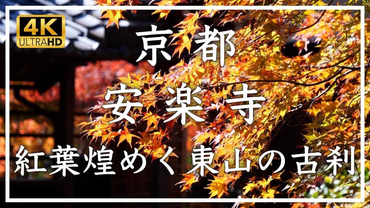 京都紅葉2025🍁 安楽寺 〜 松虫姫・鈴虫姫の剃髪をきっかけとする承元の法難の舞台となったお寺。秋には美しく色づいた紅葉がお庭を彩ります。[No.629]