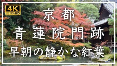 京都紅葉2025🍁 青蓮院 〜 格式高い門跡寺院。相阿弥作と伝わる主庭園と小堀遠州作と伝わる霧島の庭。どちらも紅葉が綺麗です[No.630]