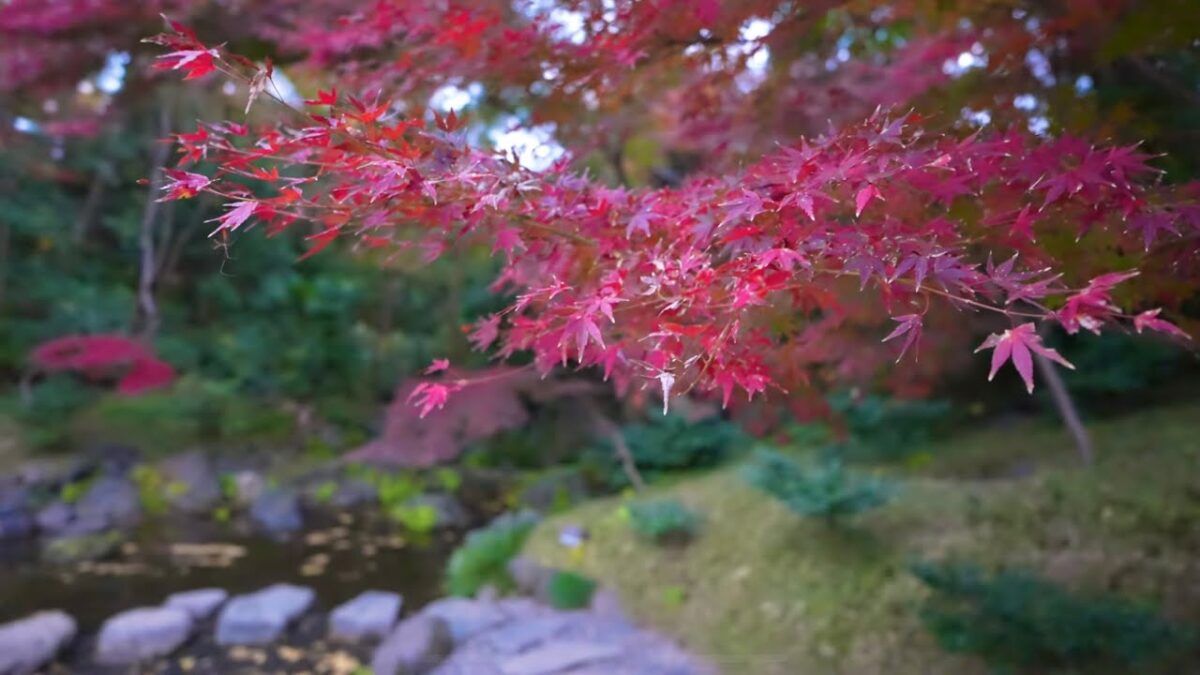 【東京の絶景】江戸の紅葉と未来の光・★小石川後楽園→東京ドーム 夕暮れからの幻想的散歩　2025.11