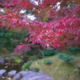 【東京の絶景】江戸の紅葉と未来の光・★小石川後楽園→東京ドーム 夕暮れからの幻想的散歩　2025.11