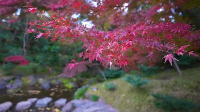 【東京の絶景】江戸の紅葉と未来の光・★小石川後楽園→東京ドーム 夕暮れからの幻想的散歩　2025.11
