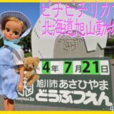 「ピチピチリカちゃん人形の北海道旅行3」旭山動物園へ行く