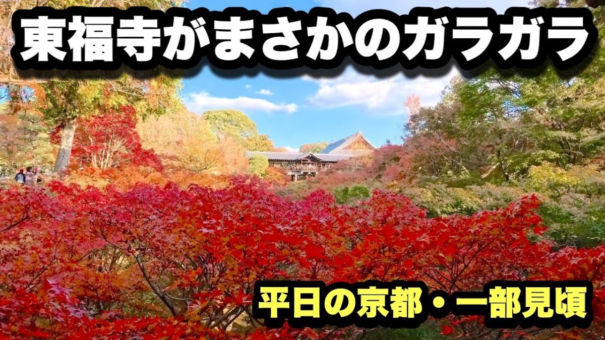 【4K】2025年11月20日（木）【平日なのに穴場】京都・東福寺の紅葉が一部見頃！まさかのガラガラで快適すぎた件