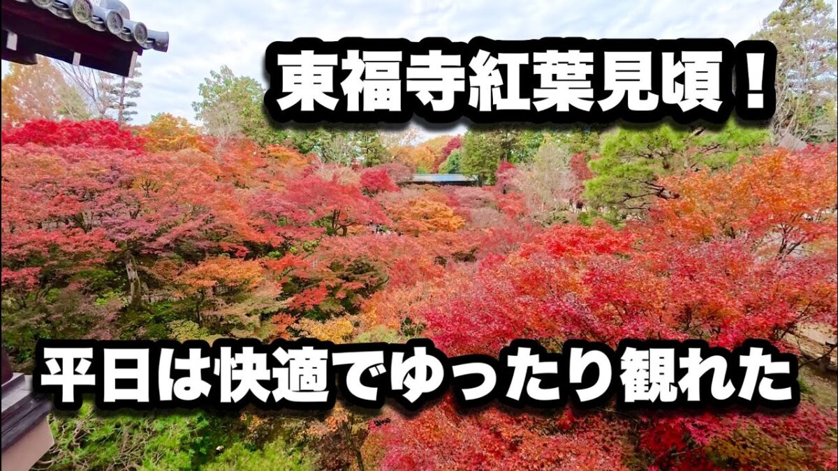 【4K】2025年11月27日（木）平日の京都・東福寺が紅葉見頃で快適！中国人観光客が激減して日本人中心の穴場状態に