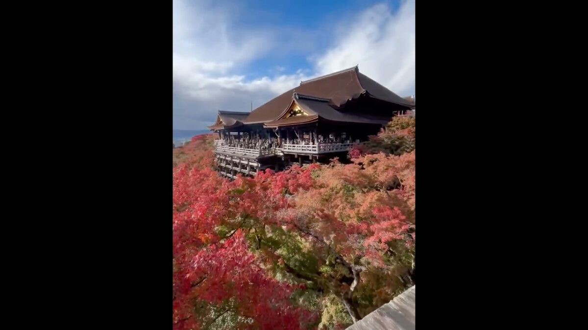 #kyoto#kiyomizudera#목재#청수사#교토#일본#여행#가을#단풍#京都#旅行#清水寺#秋#風景#japan#travel#youtube#video#live#shorts#4k