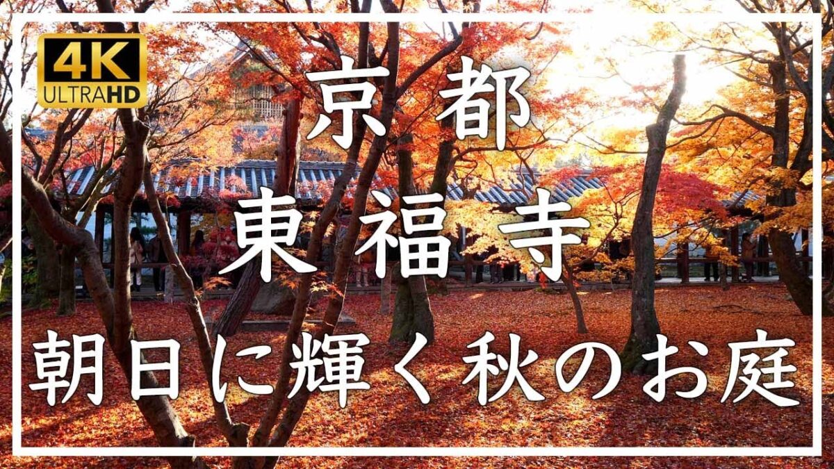京都紅葉2025🍁 東福寺 〜京都の秋の定番スポット、通天橋から見渡す紅葉、朝日に輝く紅葉は秋の絶景です[No.631]