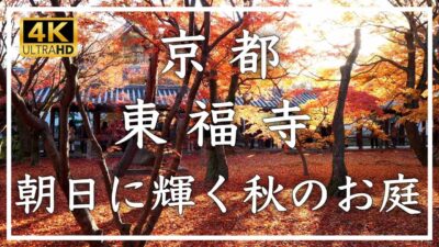 京都紅葉2025🍁 東福寺 〜京都の秋の定番スポット、通天橋から見渡す紅葉、朝日に輝く紅葉は秋の絶景です[No.631]