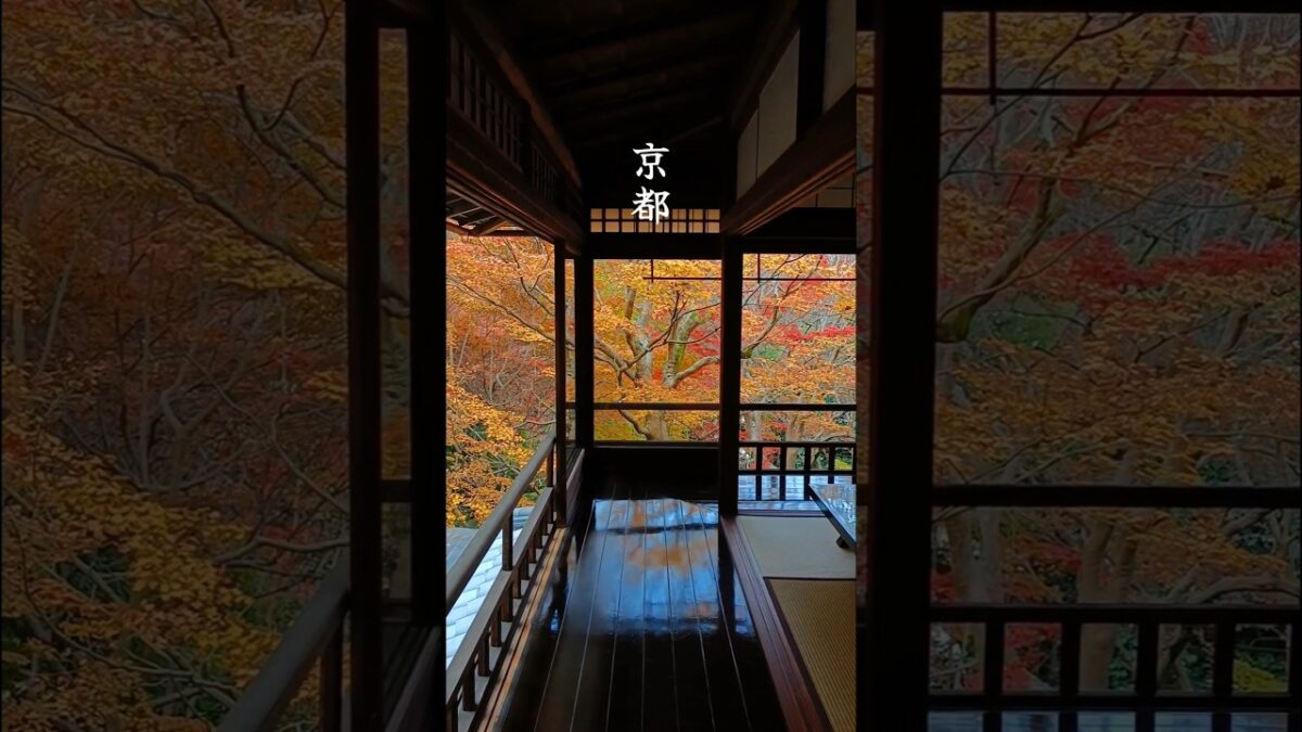 2025🍁京都🍁紅葉#京都#旅行 #山寺 #紅葉 #文化財 #butiful #観光 #京都観光 #もみじ #travel#瑠璃光院#蓮華寺#苔#池#庭園#絶景#叡山電鉄