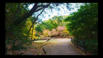 [4K] Fukuoka Japan Walking Tour | Nishi Park Early Winter: Shrines, Red Leaves & Relaxing Sounds 🇯🇵