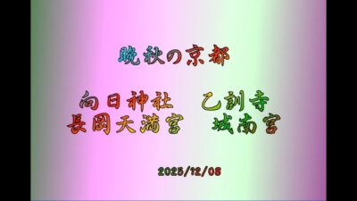 4k晩秋の京都　　向日神社　乙訓寺　長岡天満宮　城南宮