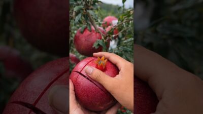 Beautiful Fruits 🍎 | Pure Nature ASMR#shorts