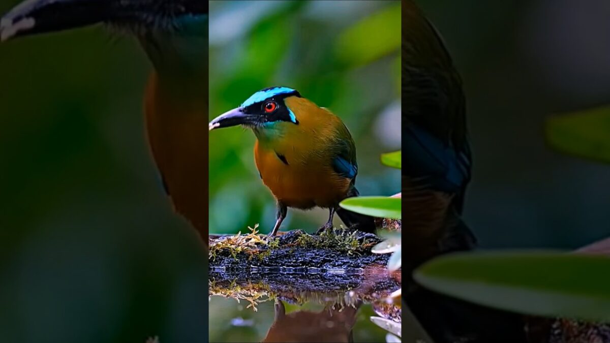 Blue-crowned Motmot Feeding in the Forest #asmr #birds #nature #shortvideo #shorts