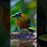 Blue-crowned Motmot Feeding in the Forest #asmr #birds #nature #shortvideo #shorts