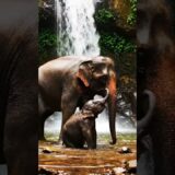 Elephants Get A BIG Splashy Bath Time #nature #asmr