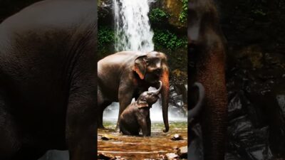 Elephants Get A BIG Splashy Bath Time #nature #asmr