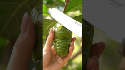 Green Noni Fruit Cutting ASMR 😳🍃 | One Clean Cut | Satisfying Nature Video #asmr #shorts #viral