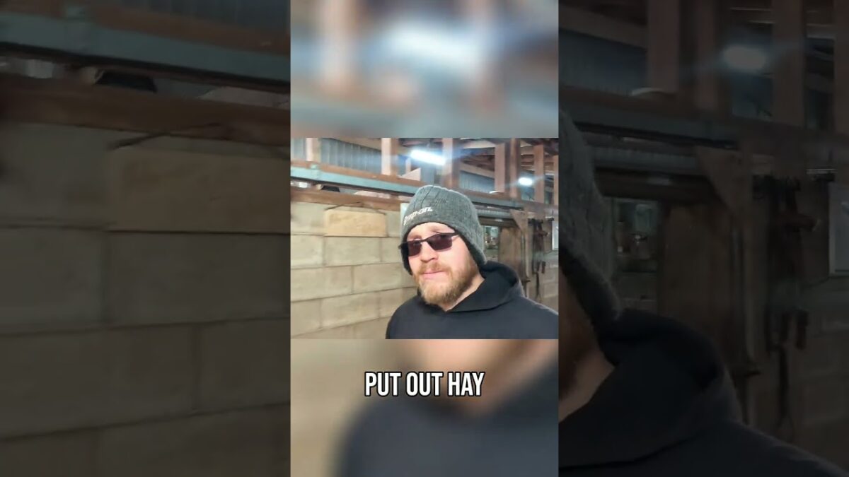 Horse Barn Morning Routine: Greetings, Hay & Winter Prep! #shorts
