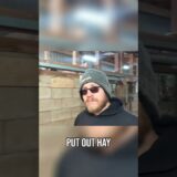 Horse Barn Morning Routine: Greetings, Hay & Winter Prep! #shorts