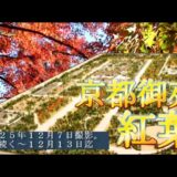 京都御苑　紅葉　２０２５．１２．７　４K　自由散策　まだ見ごろが続きます。中旬までか。