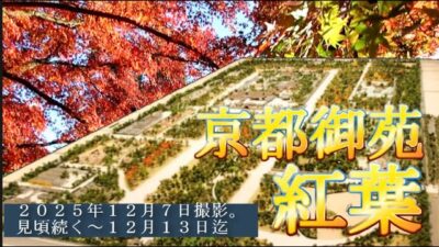 京都御苑　紅葉　２０２５．１２．７　４K　自由散策　まだ見ごろが続きます。中旬までか。