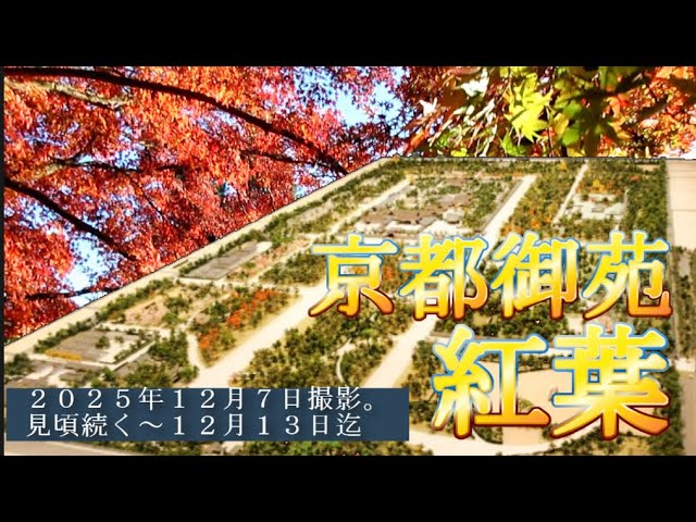 京都御苑　紅葉　２０２５．１２．７　４K　自由散策　まだ見ごろが続きます。中旬までか。