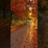 Love that sunset 🌅 #nature #asmr #rainoundforsleep