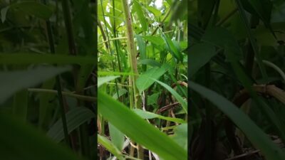 Morning ASMR | Peaceful Cricket Sounds in Nature #asmr #ihavethisthingwithplants #relaxing