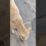 Morning Routine | Intlo Pani, Pillalu School & Amma Manasu 🐶❤️#telugushorts