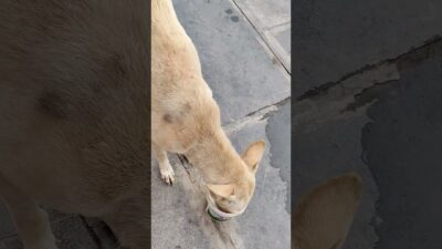 Morning Routine | Intlo Pani, Pillalu School & Amma Manasu 🐶❤️#telugushorts