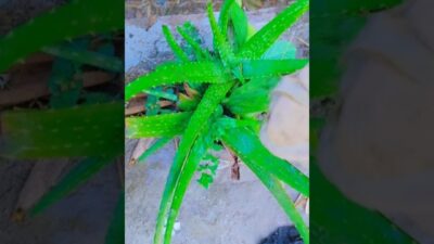 #Morning routine 🥰#love #vairal #song