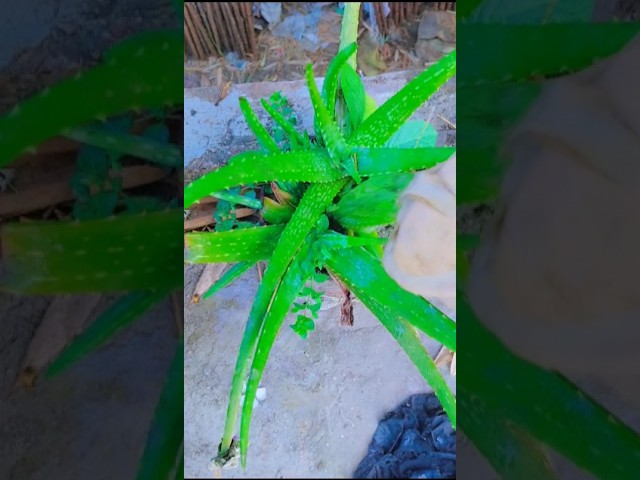 #Morning routine 🥰#love #vairal #song