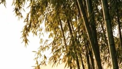 Nature ASMR: Relaxing Rain Sounds in a Bamboo Forest 🌿💤