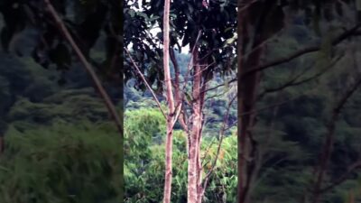 Nature 🍃 #shorts #nature #asmr #alam #pemandangan #relax #hutan #listening #mountains #fypシ