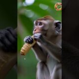 Nature’s ASMR Feast: Wild Animals Happily Devouring Fruits 🍎🍉🍓
