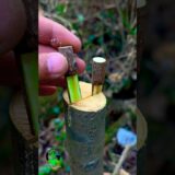 Persimmon tree grafting technique | Grafting fruit plants | Plant grafting techniques #nature #asmr