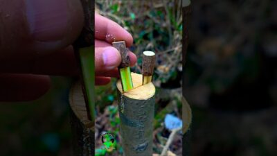 Persimmon tree grafting technique | Grafting fruit plants | Plant grafting techniques #nature #asmr