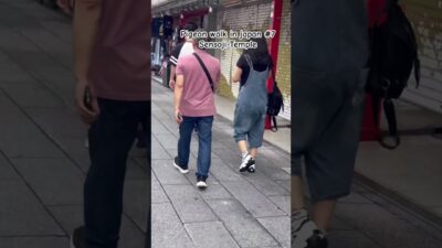 Pigeon walk in Japan #7.#sensojitemple#japan#tokyo#travel#viral #viralvideo #youtubeshorts #shorts
