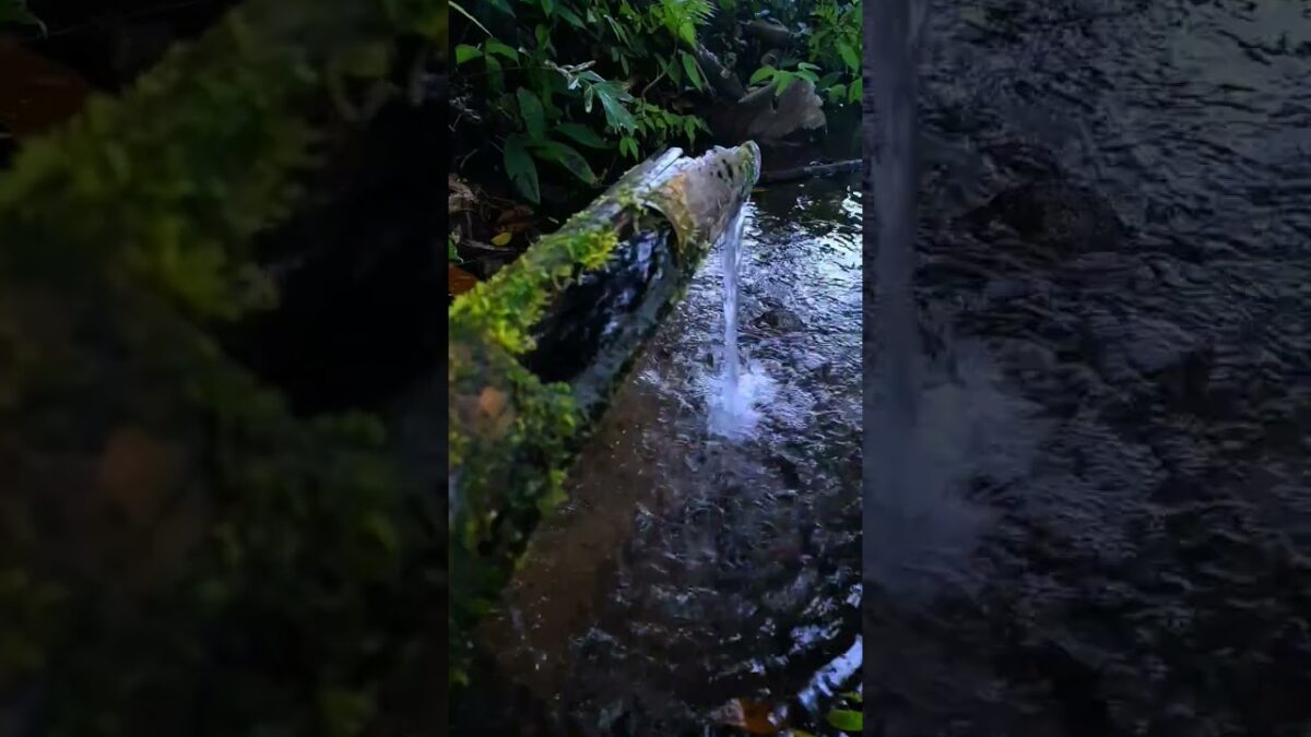 “Pure Nature ASMR – Calming Spring Water Flow” #asmr #natureasmr #relaxing