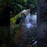 “Pure Nature ASMR – Calming Spring Water Flow” #asmr #natureasmr #relaxing