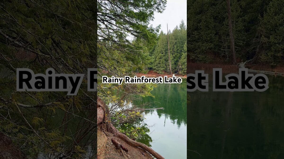 Rainy Rainforest Lake Sounds | Relax, Focus, Sleep #rainforest #rainsounds #rain #nature #asmr #fyp