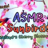 Relaxing Nature ASMR & Music: Sunbirds in Thailand’s Cherry Blossoms