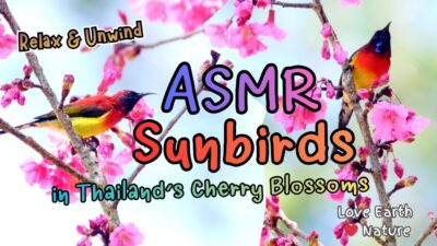 Relaxing Nature ASMR & Music: Sunbirds in Thailand’s Cherry Blossoms