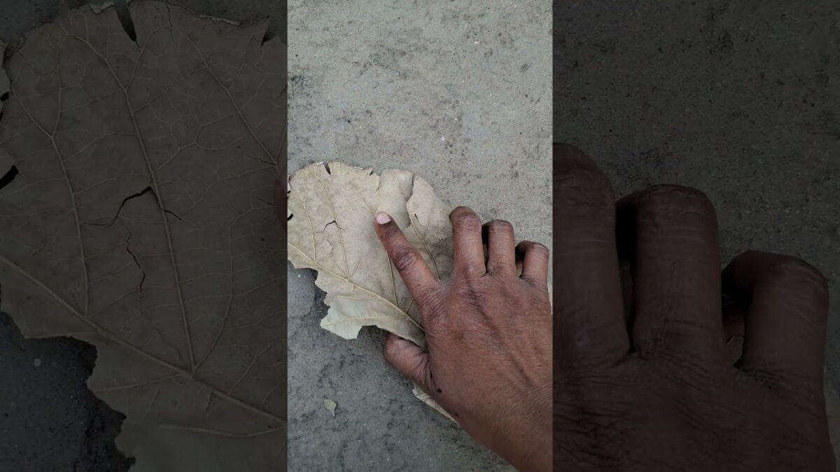 Soft crunch, loud calm 🍃 Nature ASMR at its finest.#leafcrush #natureasmr #oddlysatisfying #satisfy