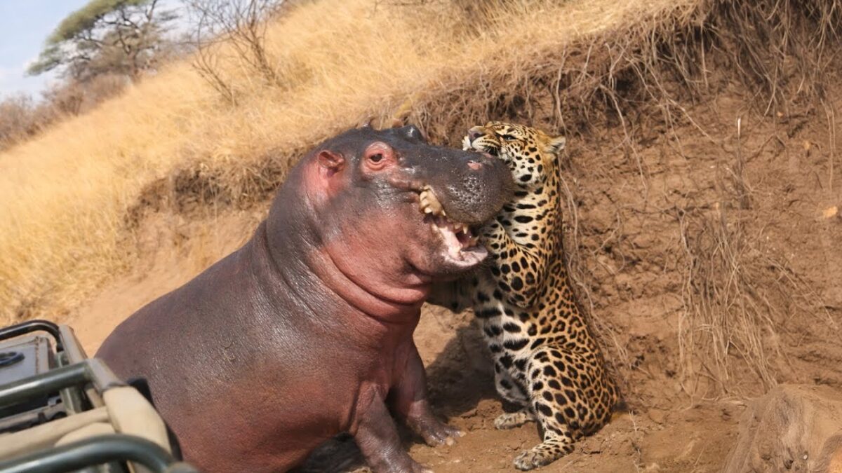 The Amazon Rainforest: The Most Terrifying Predators | 4K Nature ASMR | Wild Chronicles