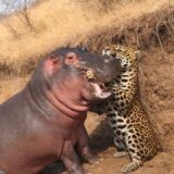 The Amazon Rainforest: The Most Terrifying Predators | 4K Nature ASMR | Wild Chronicles