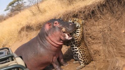 The Amazon Rainforest: The Most Terrifying Predators | 4K Nature ASMR | Wild Chronicles