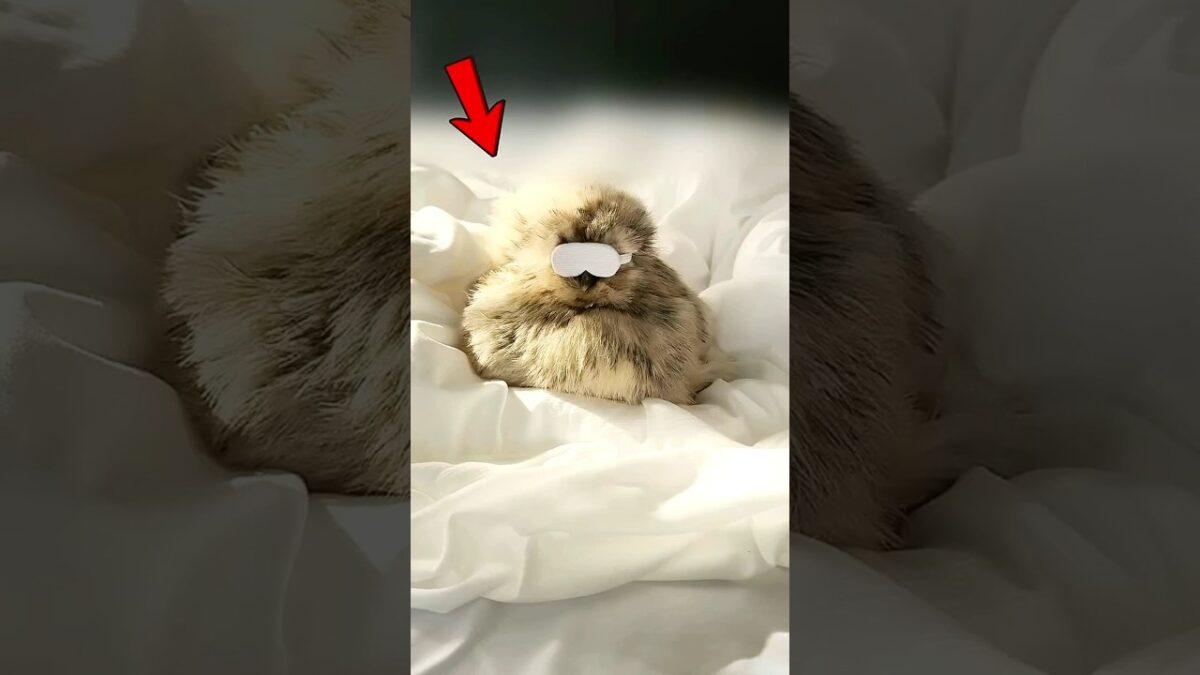 This Chicken Has The Cutest Morning Routine (@TheHuskyFam) #shorts