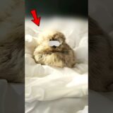 This Chicken Has The Cutest Morning Routine (@TheHuskyFam) #shorts